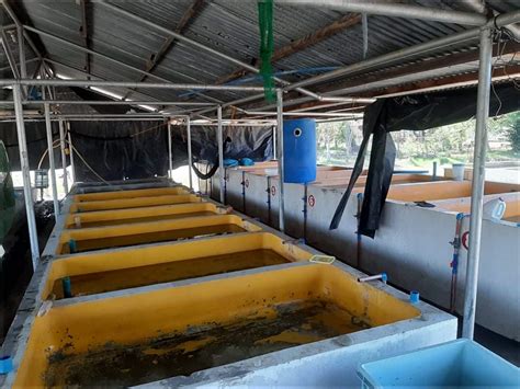dalag vs hito|Philippines' Department of Agriculture Biotech Program Supports .